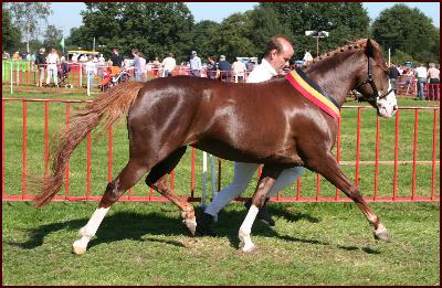 Popelierenhof's Nitouche