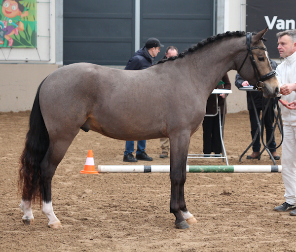 Tongerenhof Cadbury